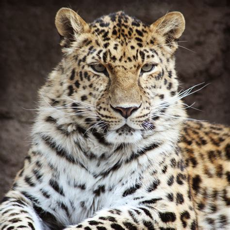 Screenshot Review Downloads Of Freeware Exotic Leopard
