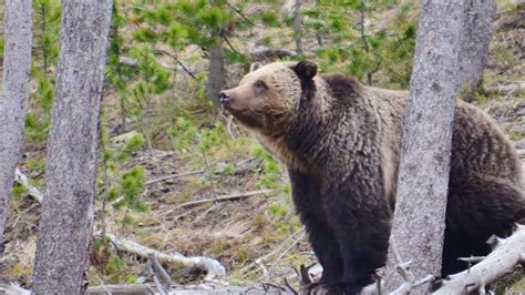 Idaho Joins Montana And Wyoming Seeks To Delist Grizzly Bear