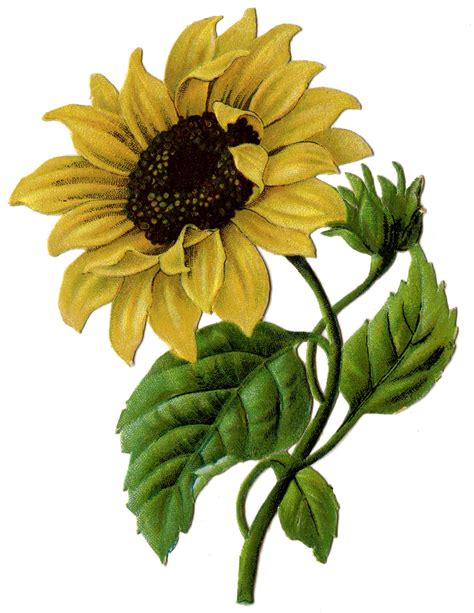 Vintage Graphic Beautiful Sunflower 2 The Graphics Fairy