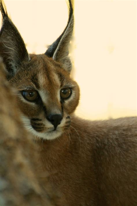Caracals Great Cats World Park