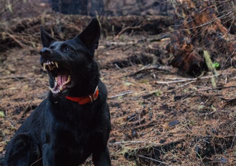 How To Avoid A Dog Bitefrom Auburn Dog Bite Attorneys Walton Law