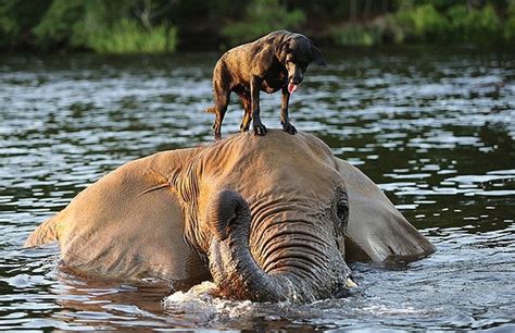 A Lovely Dog And An Elephant Are Best Friends