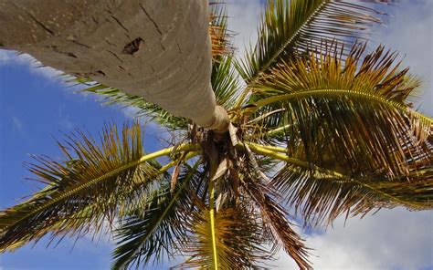 Download Wallpaper 1680x1050 Palm Tree Branches Sea Tropics