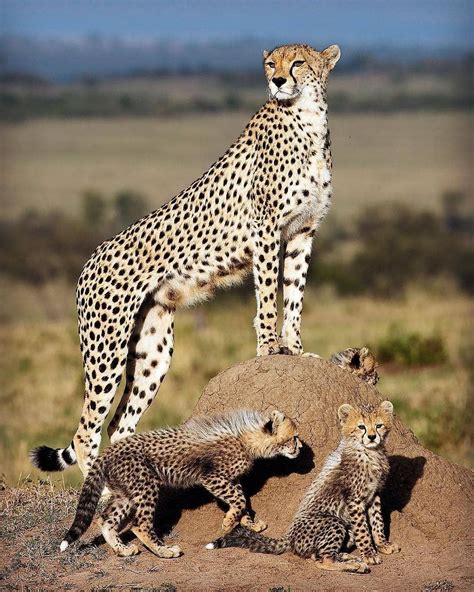 Photo By Garytankardphotography Cheetah Maasai Mara Kenya Wild