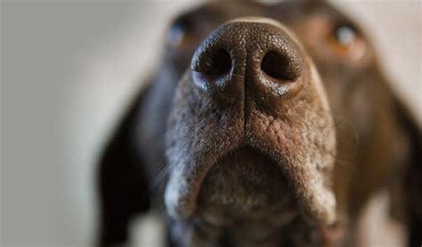 The Reason Dogs Noses Are Wet And Cold