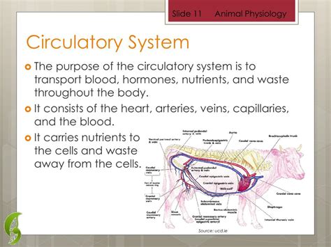Circulatory System In Farm Animal