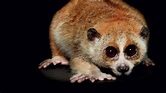 Stunning Closeup Photos Of Nocturnal Animals We Rarely | Fast Company