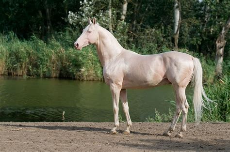 10 Most Exotic Horse Breeds With Pictures Usa Fashion House