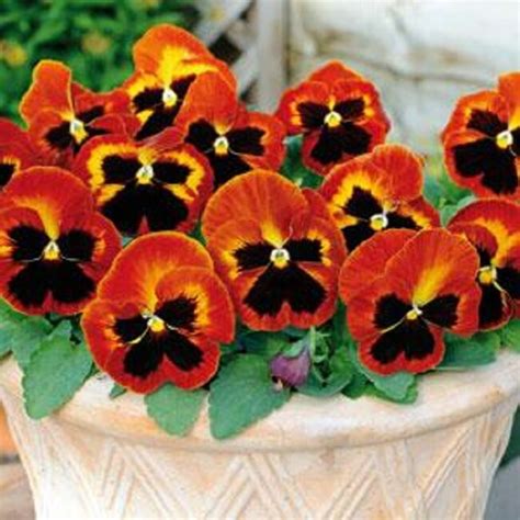 Pansy Seeds Pansy Matrix Solar Flare 25 Seeds Extra Large Etsy