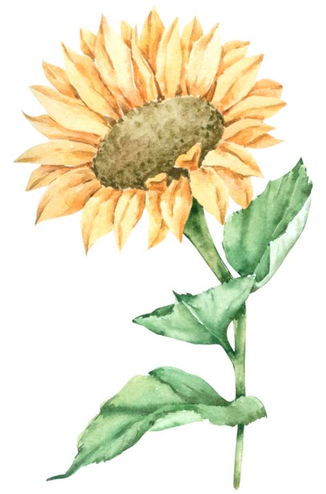 Watercolor Sunflower Png Download Free Png Images