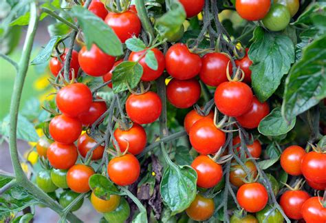 Cherry tomatoes are great plants to start with. Planting Cherry Tomatoes: How To Grow Cherry Tomatoes