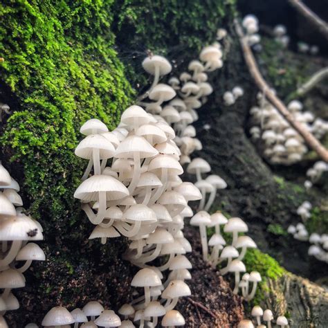 White Mushroom Austin