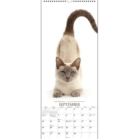 Cats Wall Calendar