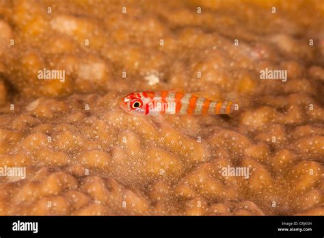Candycane Dwarfgoby Trimma Cana On A Tropical Coral Reef Off The
