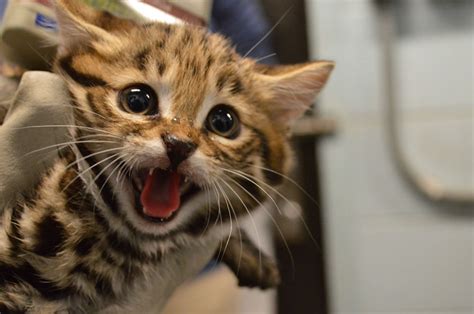 The Black Footed Cat Is The Worlds Deadliest Cat Despite