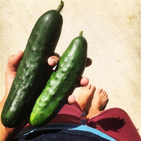Littlegreenshoot👩‍🌾 On Instagram “first Cucumbers Of The Season 🥒 😊