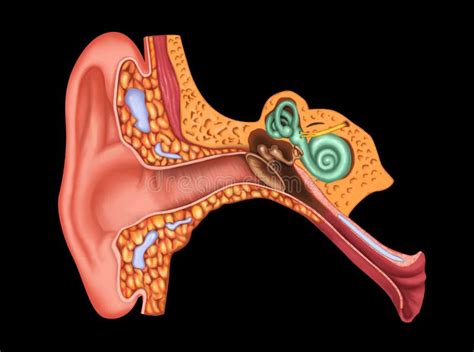 Illustration Of Examination Ear Anatomy Stock Illustration