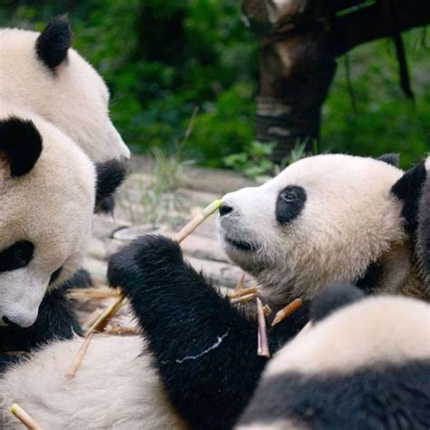 Eats Shoots And Rarely Breeds Giant Pandas ‘still At Risk South China Morning Post