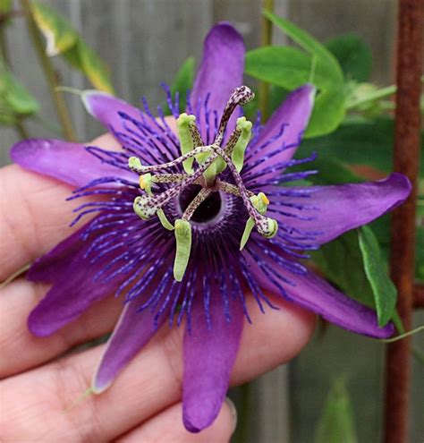 Passion Flower Vine Blooms Late Spring Fall Most Frost Resistant
