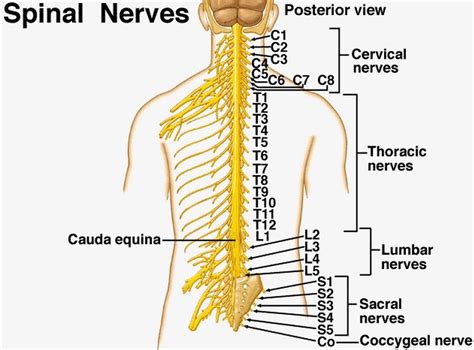 Peripheral Nervous System With Images Peripheral Nervous System