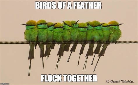 Birds Of A Feather Flock Together