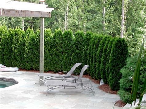 Good Trees For Privacy Screen Design Ideas