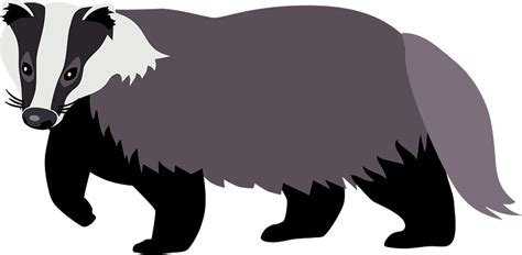 Honey Badger Images Browse 3310 Stock Photos Vectors And Clip