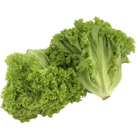 0 reviews | write a review. Green Coral Lettuce +/-300g | MyGroser