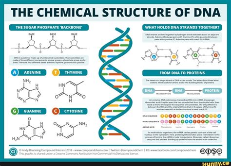 THE CHEMICAL STRUCTURE OF DNA 5 THE SUGAR PHOSPHATE BACKBONE BASE