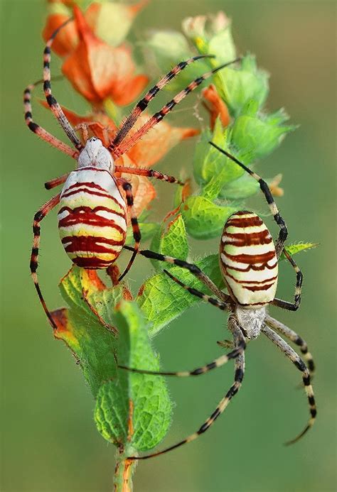 A Group Of The Finest And Most Beautiful Rare Spiders Tooopic