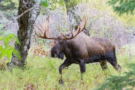 A Large Bull Moose Walks Around Kincaid Park In Anchorage In Search Of