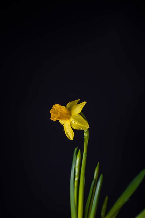 Top 999 Daffodil Wallpaper Full Hd 4k Free To Use