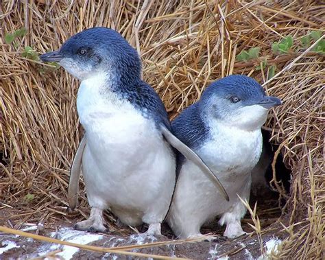 Pingüino Azul Todo Lo Que Debes Saber De Estas Aves