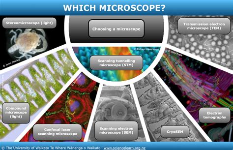 Which Microscope — Science Learning Hub