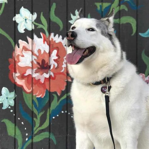 Dog dislikes the sound of your are dogs that bark at strangers always being aggressive? Akita Husky Mix 🐕 | Vet Reviews | 3 Reasons To Avoid