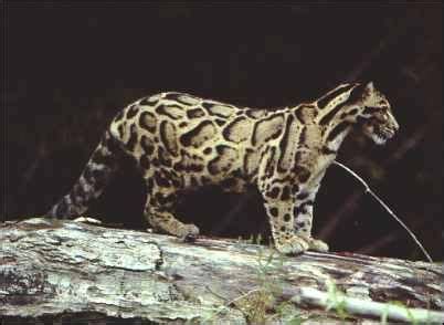 The clouded leopard has a habitat on the asian mainland that stretches from peninsular malaysia to nepal. Image result for formosan clouded leopard