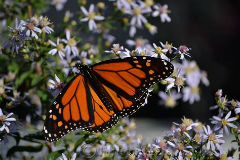 Also a great gift for yourself, this tee will sure spark some cool conversations. monarch butterfly pictures | Monarch Butterfly 2 | Monarch butterfly, Monarch, Butterfly pictures