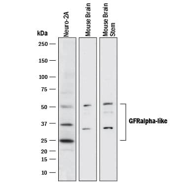 GFR Alpha Like Products Bio Techne