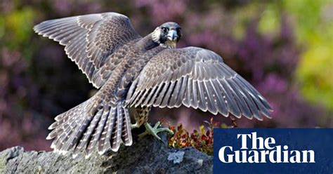 Falcons Use Guile To Track Down Prey Birds The Guardian
