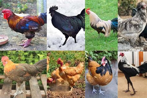 Top 8 Rare Chicken Breeds With Pictures