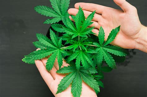 Indica Vs Sativa Différences Entre Ces Deux Variétés De Cannabis