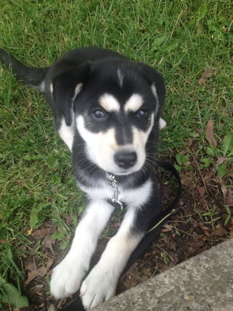 I can kindly introduce puppies and kittens to brushing, clipping, blow drying, and having thei. Full Grown Black Lab Husky Mix