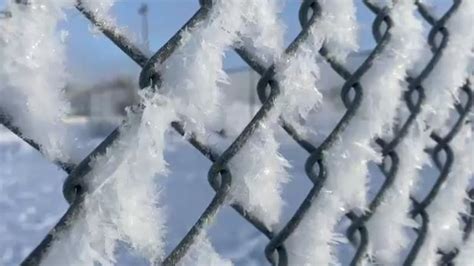 Justcurious The Difference Between Hoar Frost And Rime Ice Ctv News
