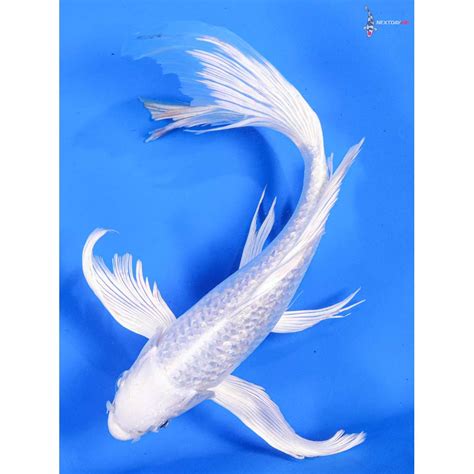 8 Imported Gin Rin Platinum Ogon Butterfly Koi Koi Fish For Sale