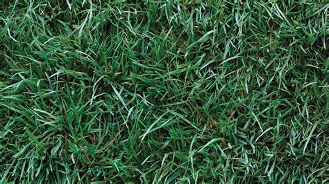 Maybe you would like to learn more about one of these? How to Plant a Lawn - Sunset Magazine