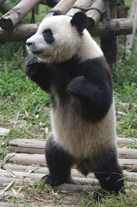 Tibet Travel Tibet Trip Tibet Tours Animal Kindom Panda Bear Panda