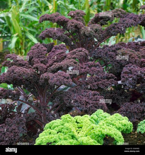 Curly Kale Redbor Hi Res Stock Photography And Images Alamy