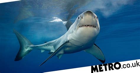 Great White Sharks Spotted Off Devon Coast And More Could Be Coming
