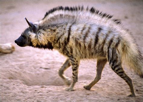 Hyena With A Mohawk Striped Hyena Wild Dogs Hyena