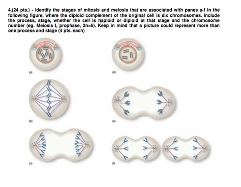 Solved Pts Identity The Stages Of Mitosis And Chegg Hot Sex Picture